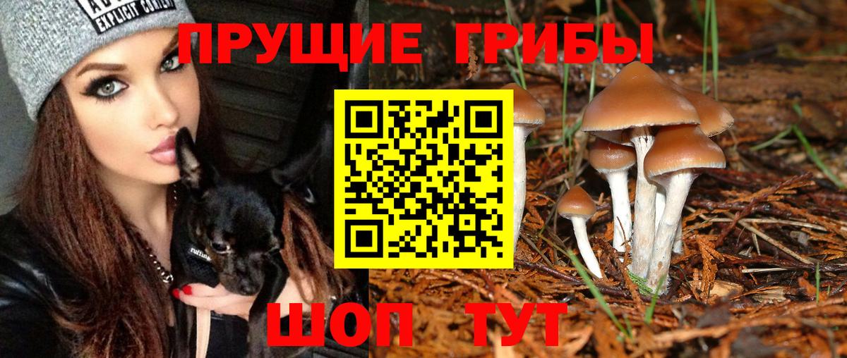 Галлюциногенные грибы Psilocybine cubensis Киреевск